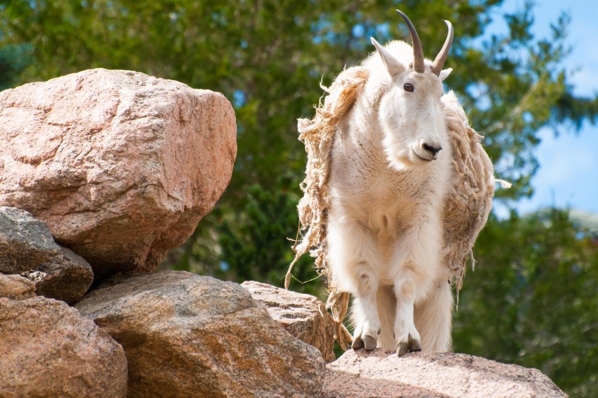 Cheyenne Mountain Zoo