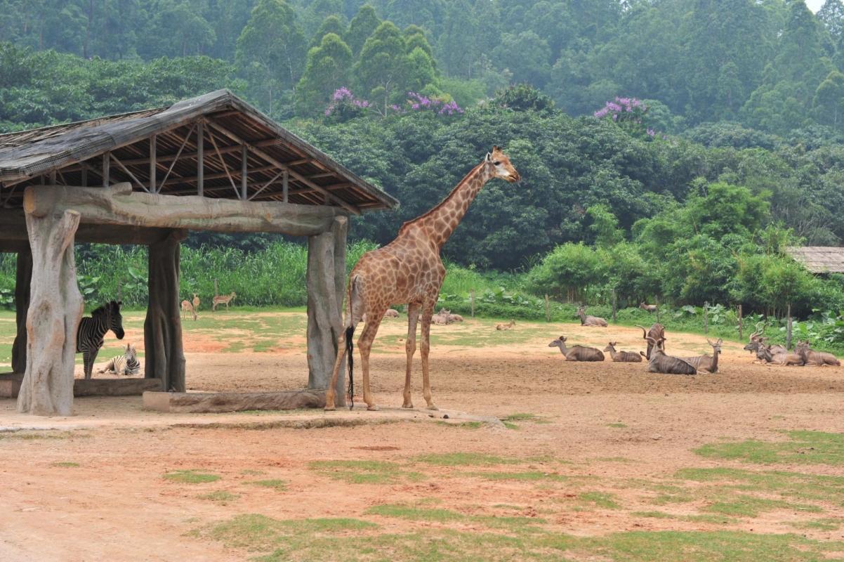 Chimelong Safari Park