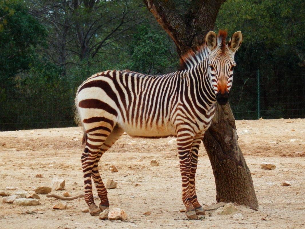 Montpellier Zoo (Zoo de Montpellier)