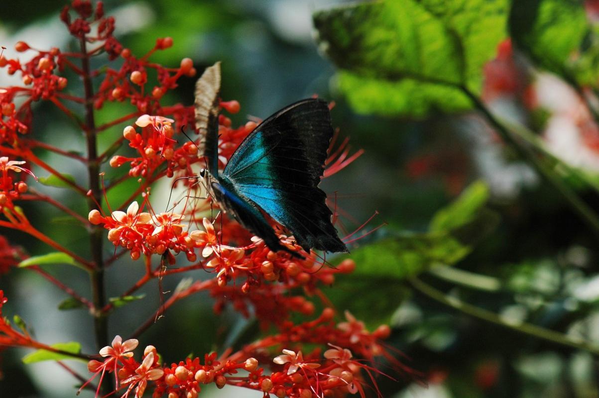 Kemenuh Butterfly Park