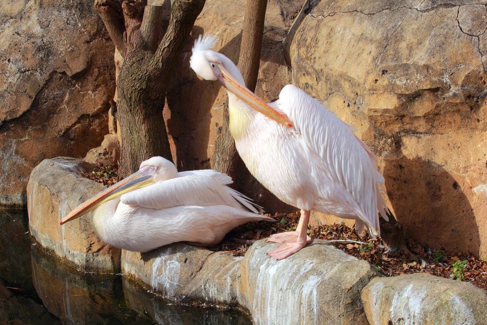 Yokohama Zoo ''Zoorasia''