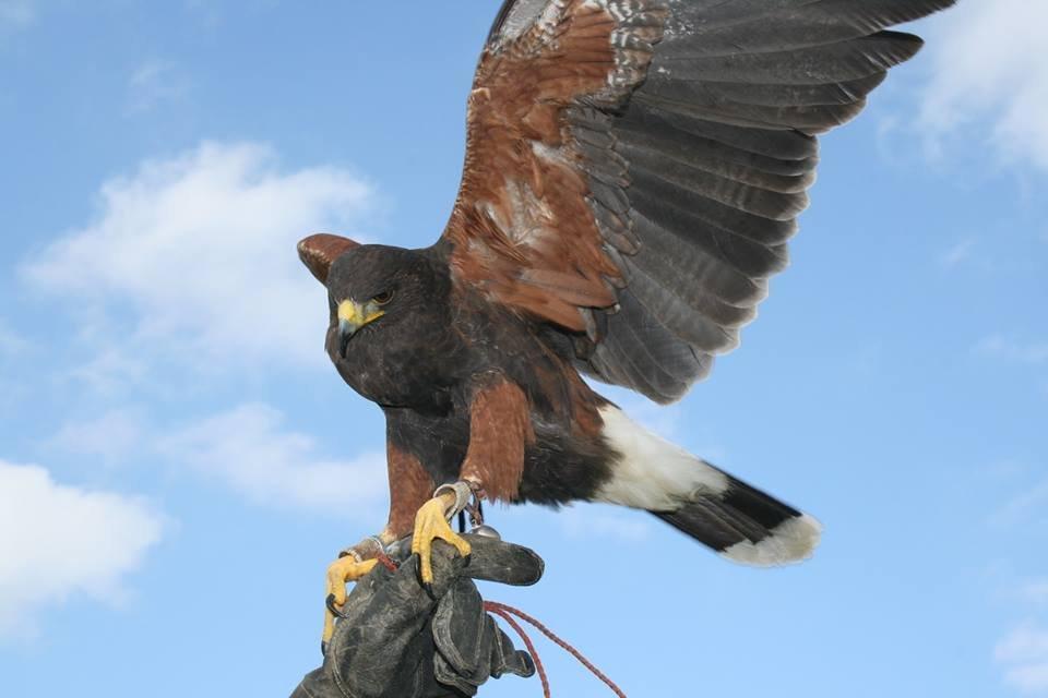 Malta Falconry Centre