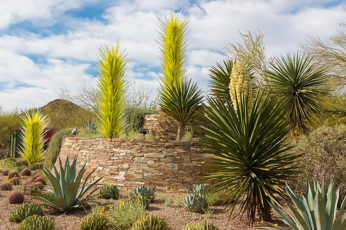 Desert Botanical Gardens