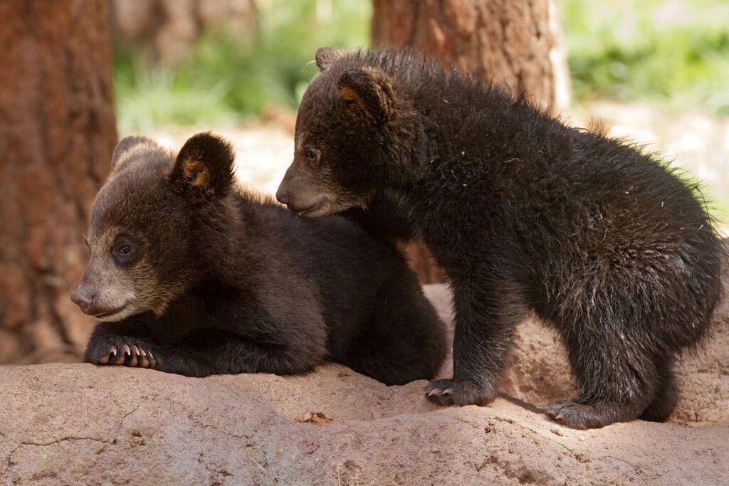 Bearizona Wildlife Park