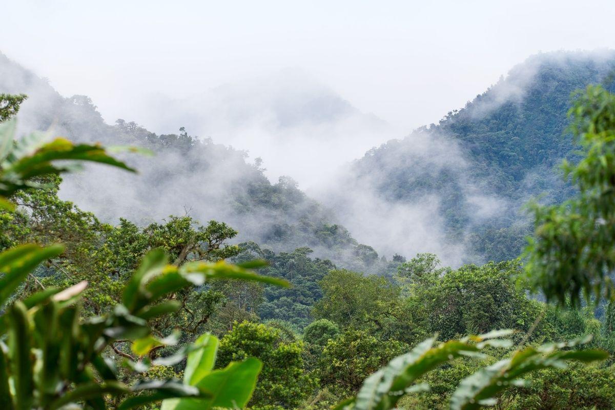 Mindo Cloud Forest