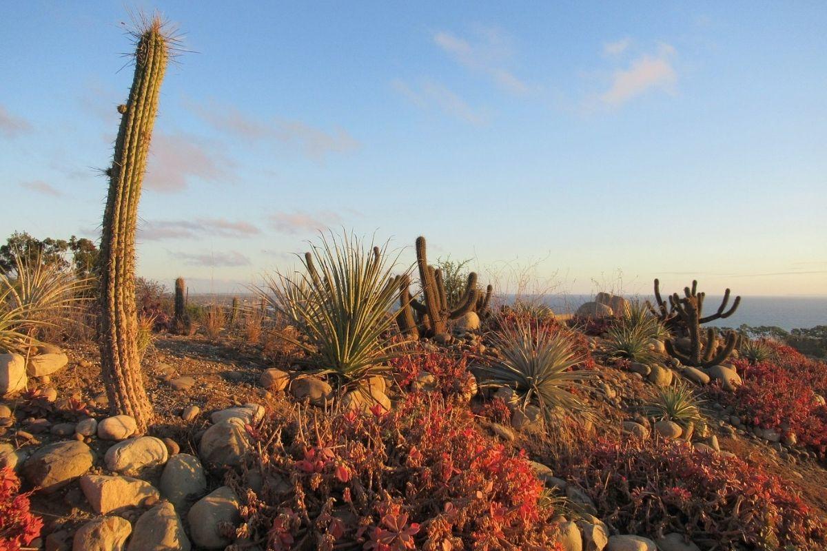 Ventura Botanical Gardens