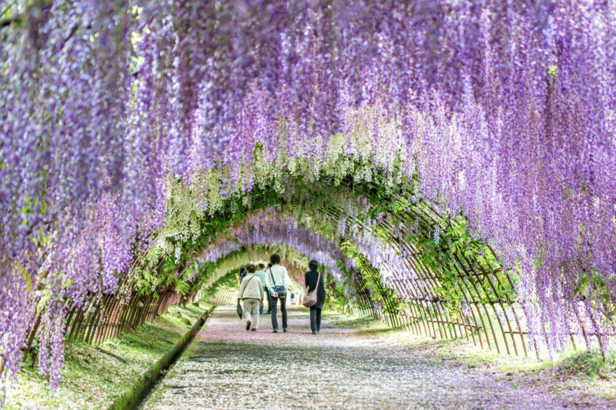 Kawachi Wisteria Garden