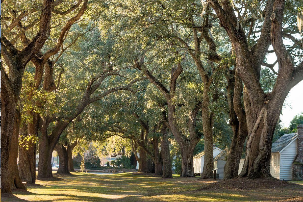 McLeod Plantation Historic Site