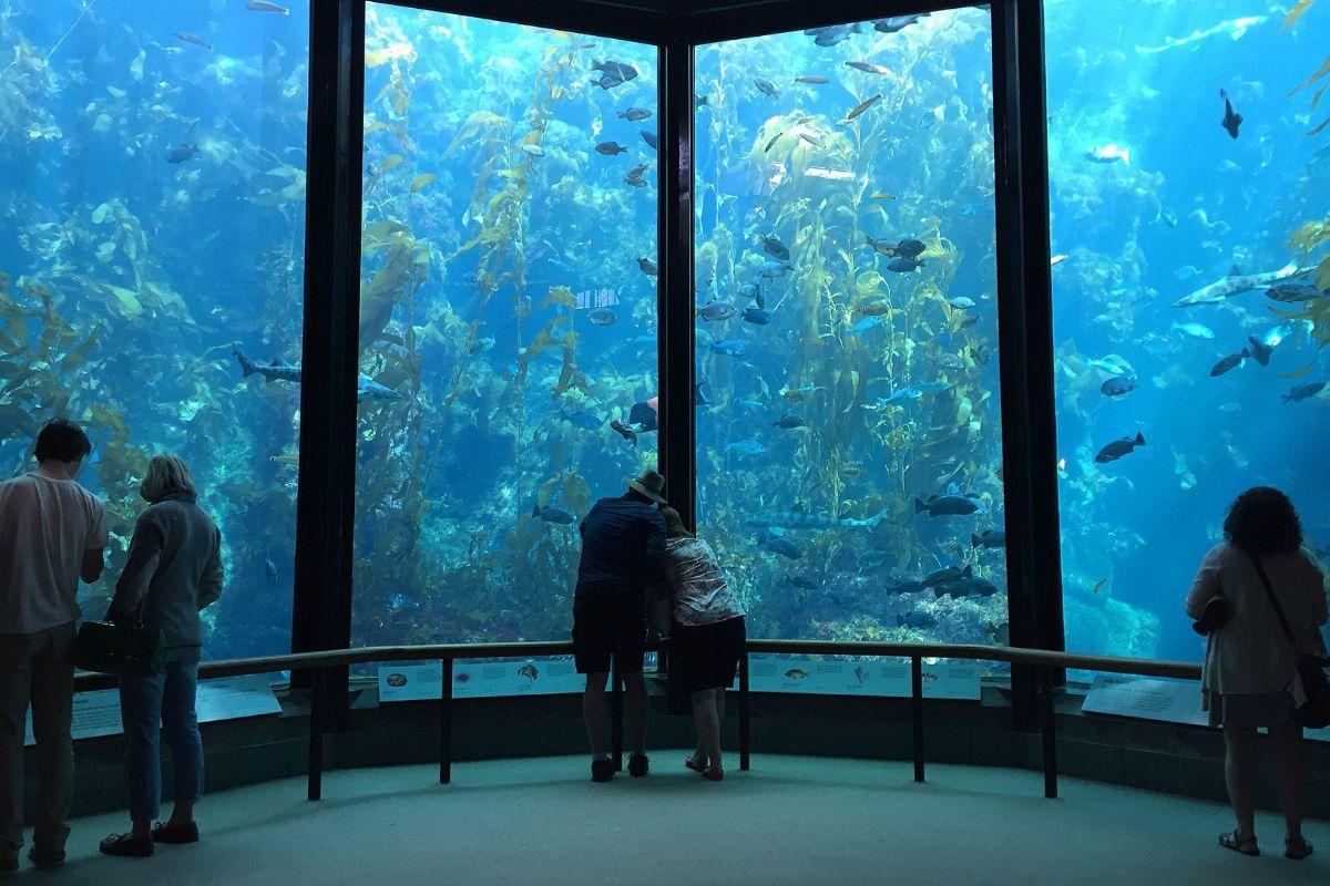 Monterey Bay Aquarium