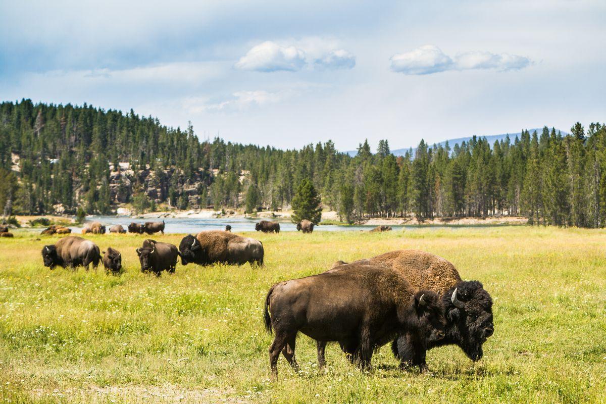 Yellowstone National Park