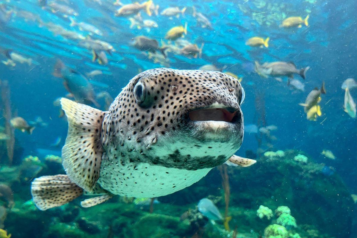 The Florida Aquarium