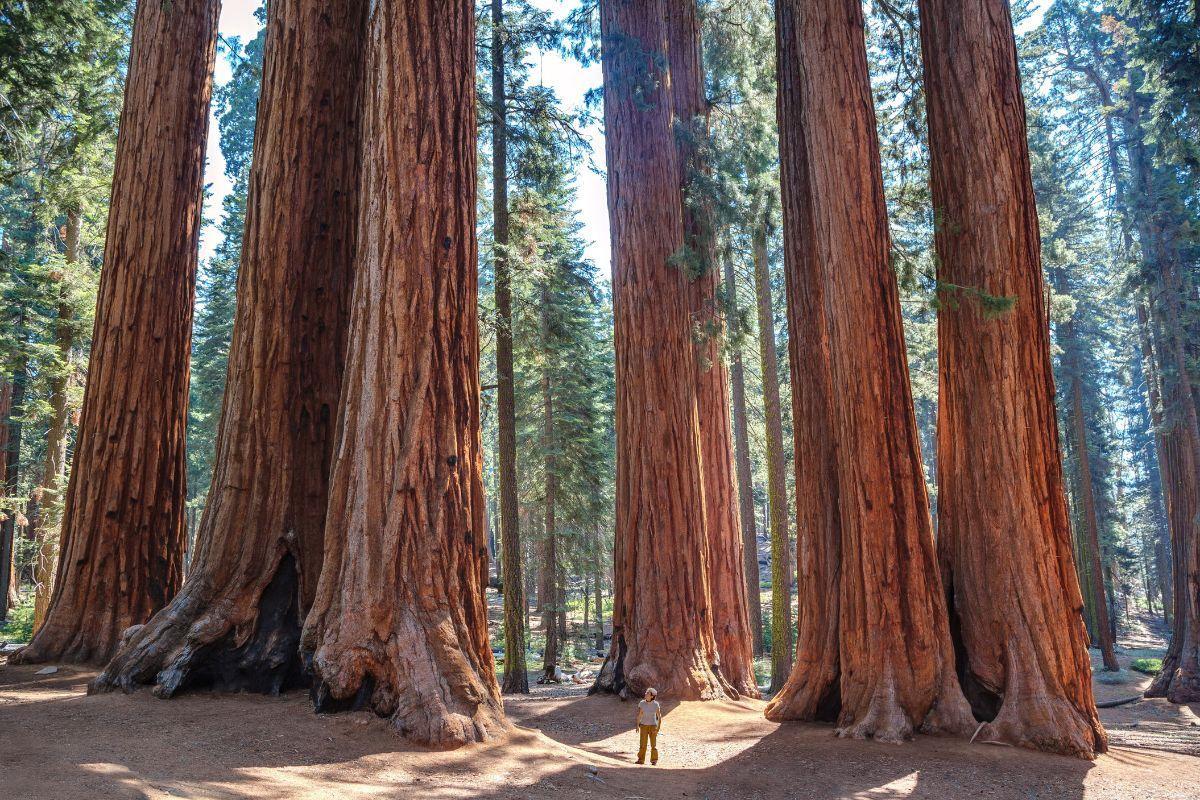 Sequoia National Park