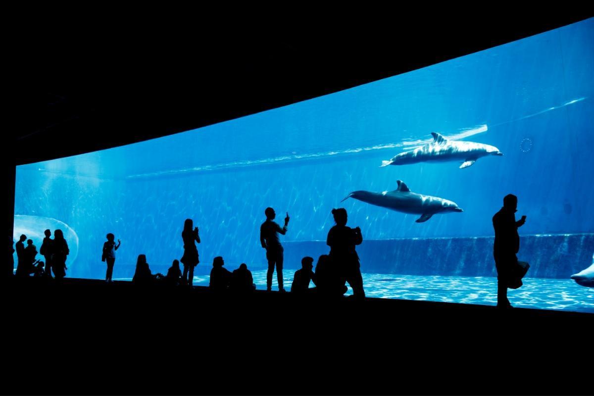 Aquarium of Genoa