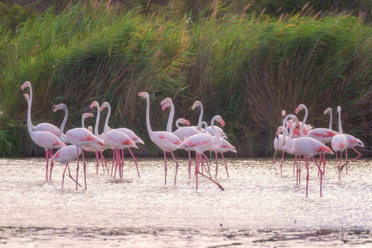 Camargue Regional Nature Park