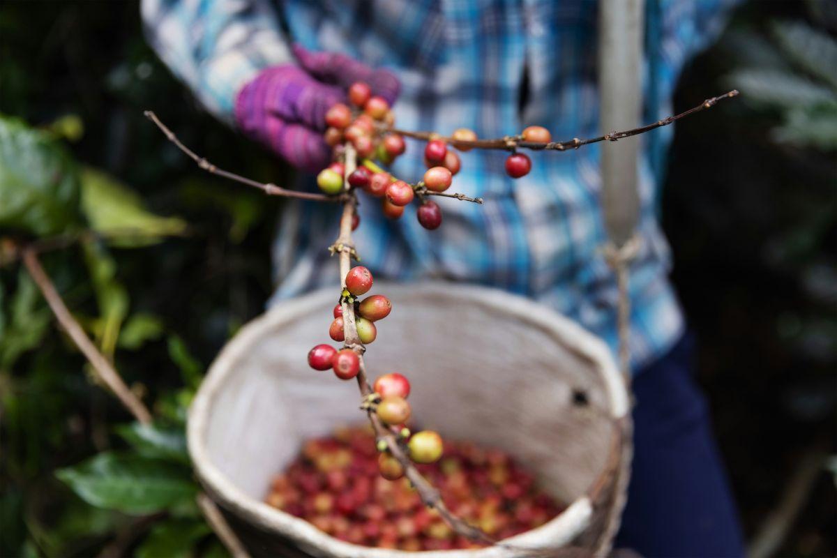 Hacienda Alsacia Starbucks Coffee Farm