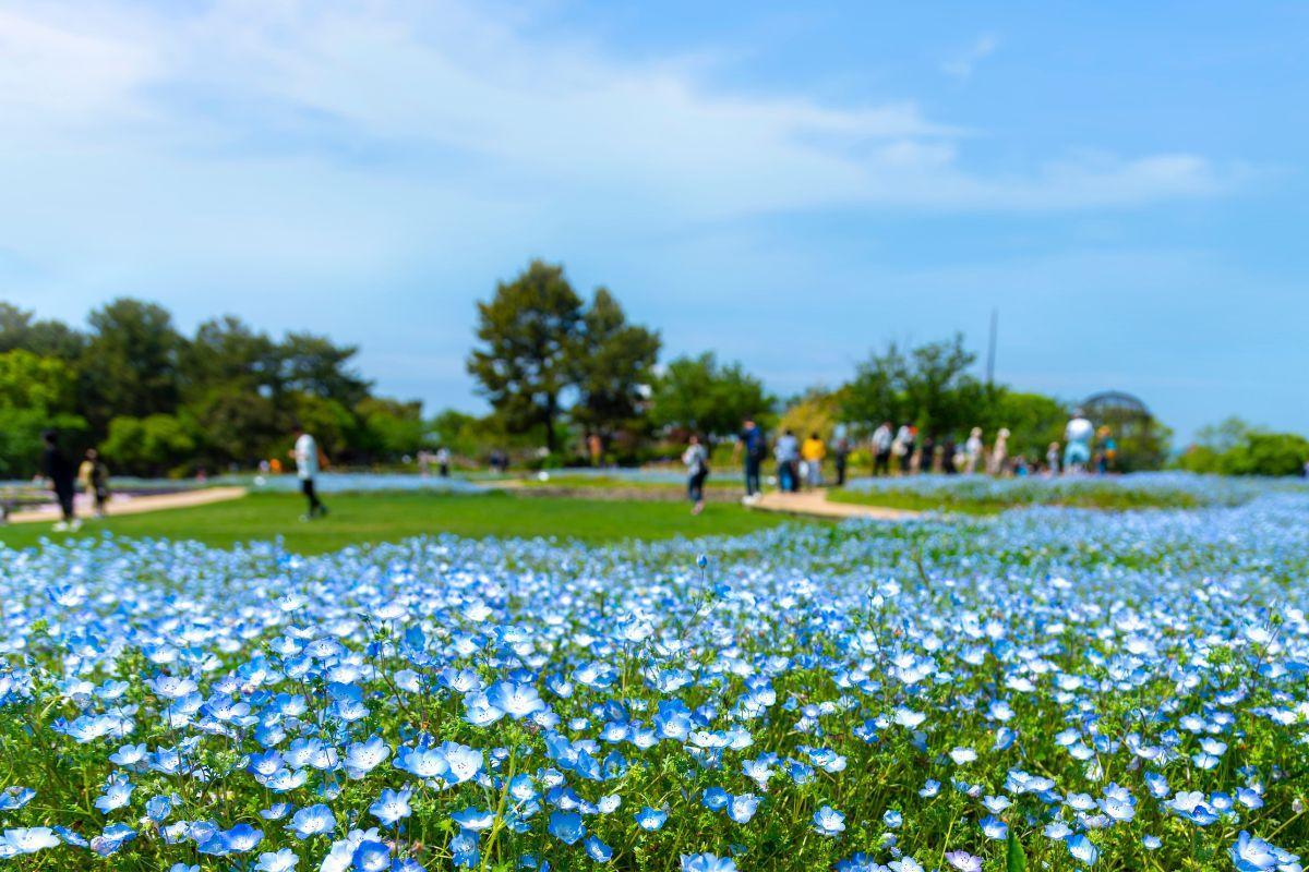 Uminonakamichi Seaside Park