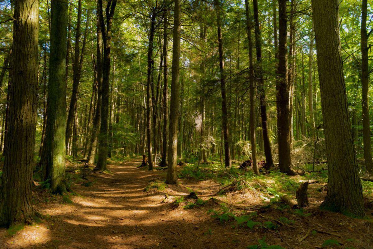 Whitefish Dunes State Park