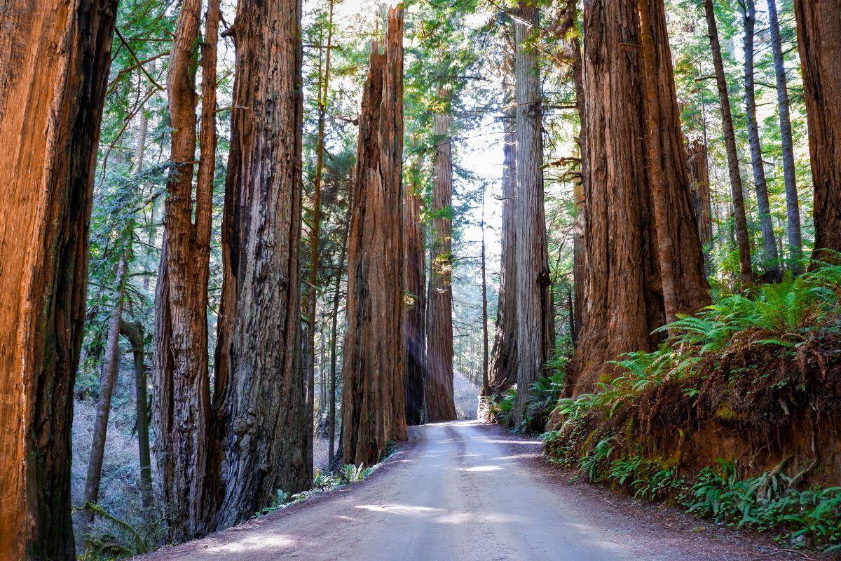 Redwood National Park