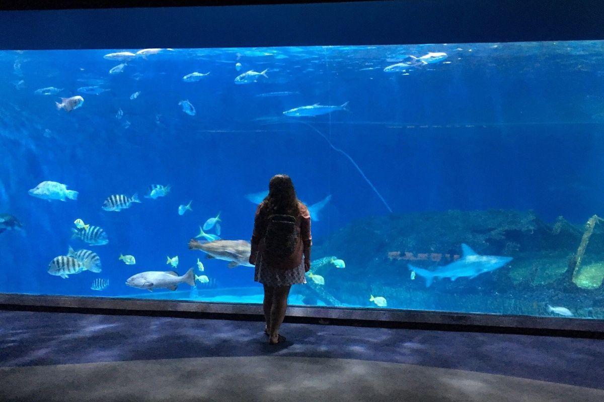 North Carolina Aquarium (Roanoke Island)