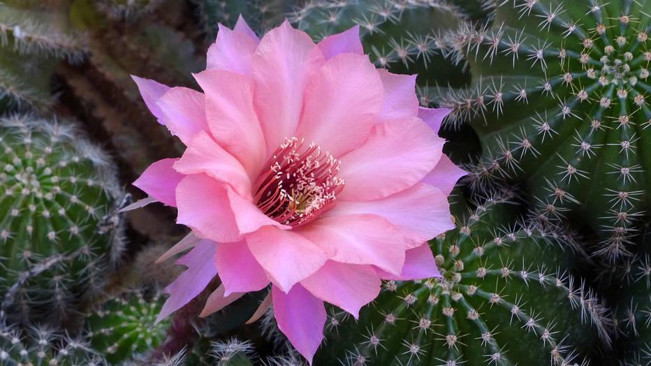 Desert Botanical Garden