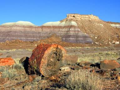 Petrified Forest National Park