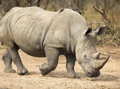 iStockphoto.com/Rhinoceros