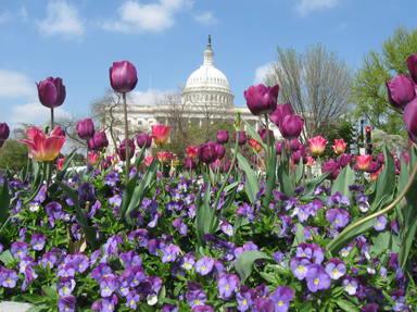 Aaa Walking Tours In Washington, D.c. 