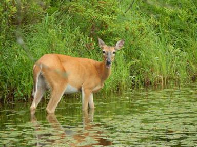 Gunflint Trail Scenic Highway