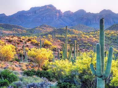 Sonoran Desert National Monument