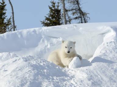 Wapusk National Park