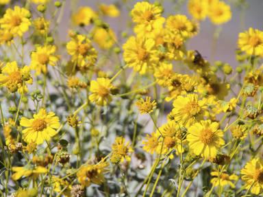 Coronado Memorial Scenic Highway