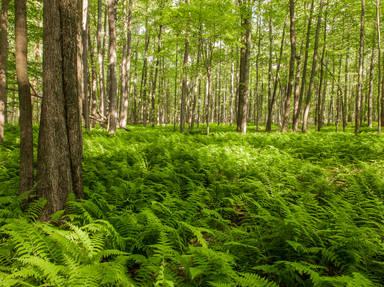 Allegheny National Forest Scenic Drive