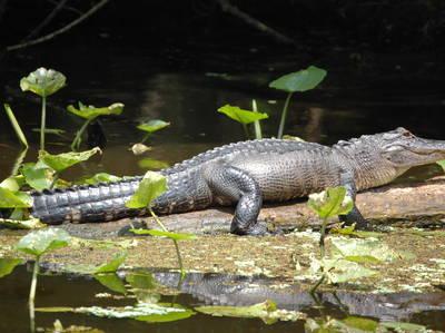 Courtesy of Boggy Creek Airboat Rides