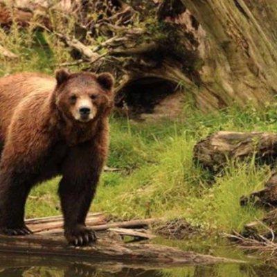 Sitka Shore Excursion: Bears, Raptor Center, & Totem Park Tour (Small Group)